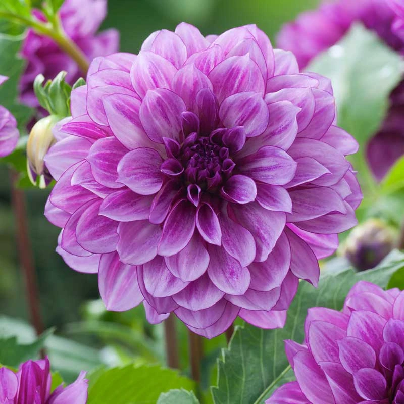 Dahlia Tubers (Decorative) - Blue Bell 1 Dahlia Tubers (Decorative) - Blue Bell