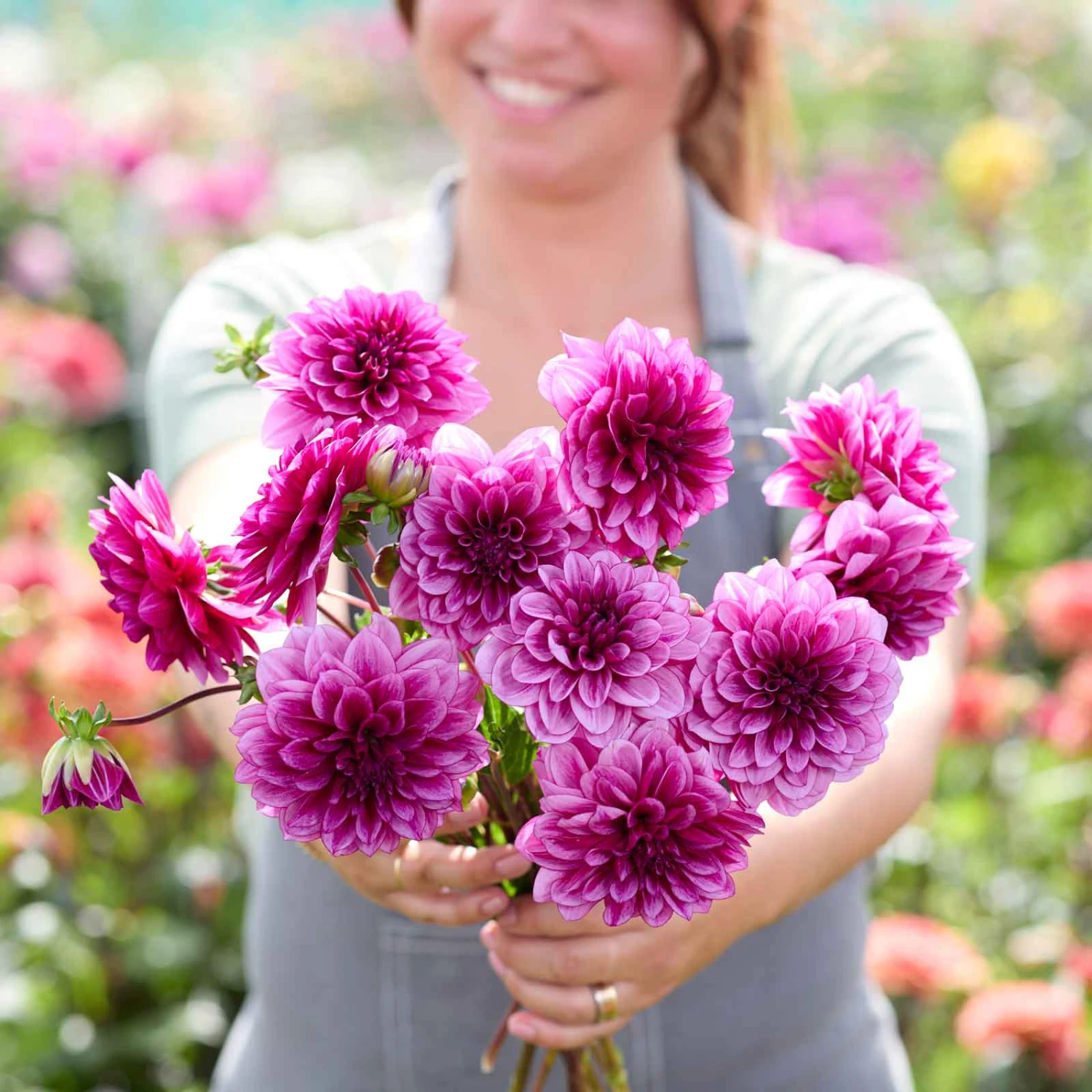 Dahlia Tubers (Decorative) - Blue Bell 3 Dahlia Tubers (Decorative) - Blue Bell - Image 3