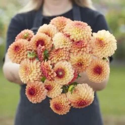 Dahlia Tubers (Ball) - Bonanza