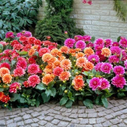 Dahlia Tubers - Border Mix