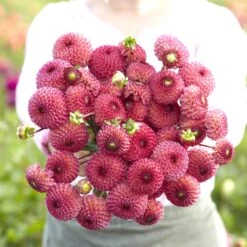 Burlesca Pompon Dahlia Tubers - Vibrant Pink Garden Blooms