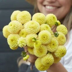 Yellow Pompon Dahlia Tubers - 'Buttercup' Petite Perennial Blooms