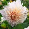 Cafe Au Lait Dinnerplate Dahlia Tubers - Premium Summer Flower Bulbs