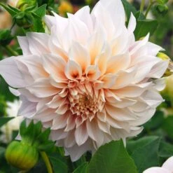 Cafe Au Lait Dinnerplate Dahlia Tubers - Premium Summer Flower Bulbs