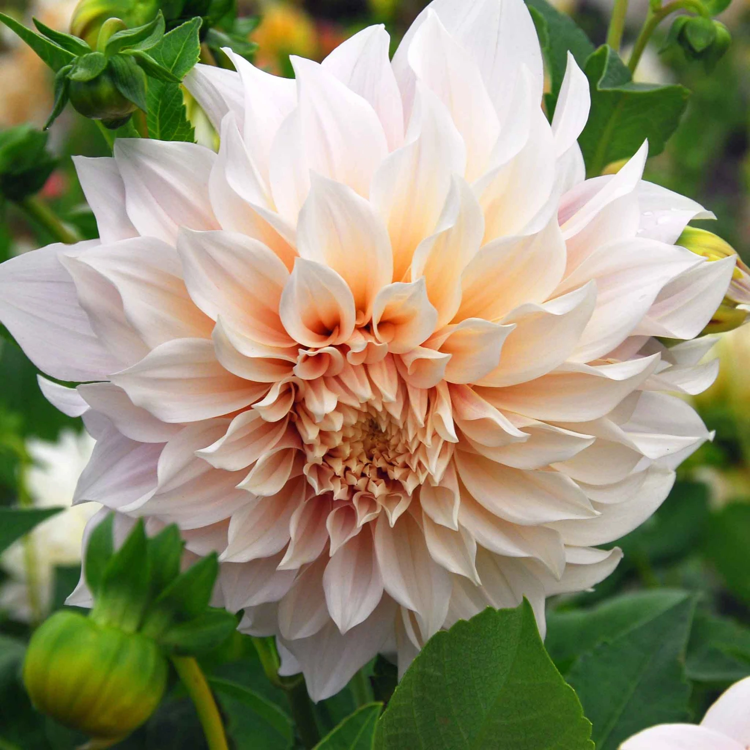 Cafe Au Lait Dinnerplate Dahlia Tubers - Premium Summer Flower Bulbs 1 Cafe Au Lait Dinnerplate Dahlia Tubers - Premium Summer Flower Bulbs