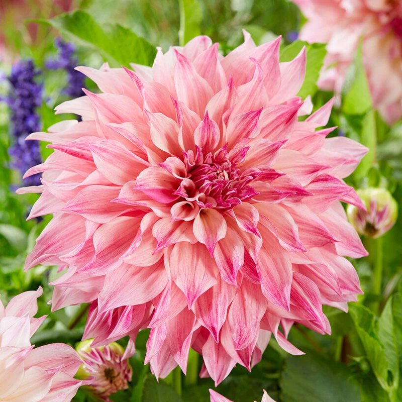 Cafe Au Lait Rose Dinnerplate Dahlia Tubers - Giant Pink Perennial Bulbs 1 Cafe Au Lait Rose Dinnerplate Dahlia Tubers - Giant Pink Perennial Bulbs