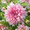 Dahlia Tubers (Dinnerplate) - Cafe Au Lait Royal