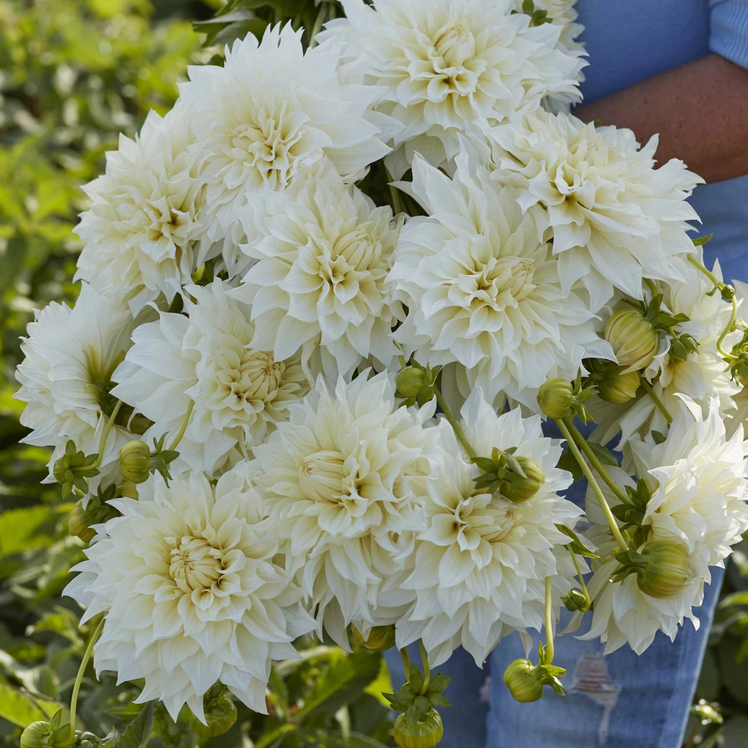 Jumbo Café Au Lait Supreme Dinnerplate Dahlia Tubers - Massive Creamy White Blooms 2 Jumbo Café Au Lait Supreme Dinnerplate Dahlia Tubers - Massive Creamy White Blooms - Image 2