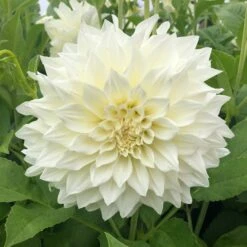 Jumbo Café Au Lait Supreme Dinnerplate Dahlia Tubers - Massive Creamy White Blooms 7 Jumbo Café Au Lait Supreme Dinnerplate Dahlia Tubers - Massive Creamy White Blooms -Eden Brothers Shop dahlia cafe au lait supreme rit 3