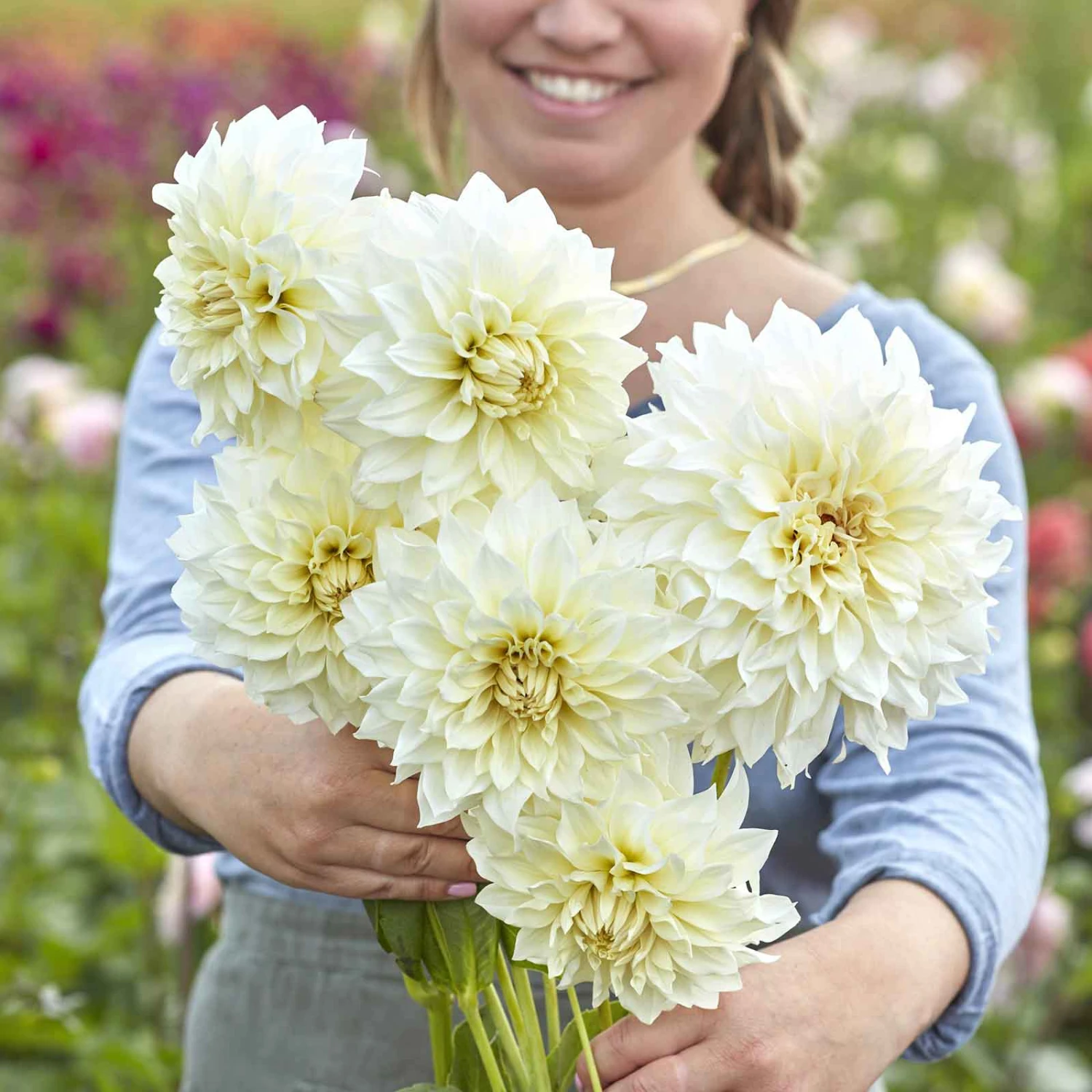 Jumbo Café Au Lait Supreme Dinnerplate Dahlia Tubers - Massive Creamy White Blooms 4 Jumbo Café Au Lait Supreme Dinnerplate Dahlia Tubers - Massive Creamy White Blooms - Image 4