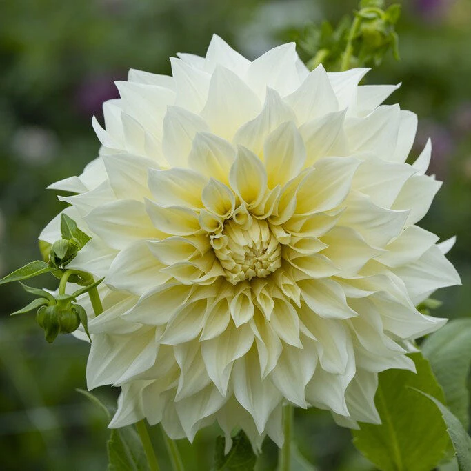 Jumbo Café Au Lait Supreme Dinnerplate Dahlia Tubers - Massive Creamy White Blooms 1 Jumbo Café Au Lait Supreme Dinnerplate Dahlia Tubers - Massive Creamy White Blooms