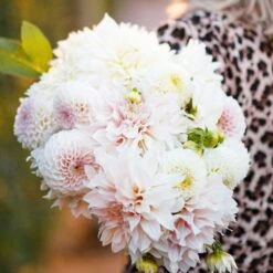 Café au Lait Dahlia Tubers - Premium Perennial Flower Mix