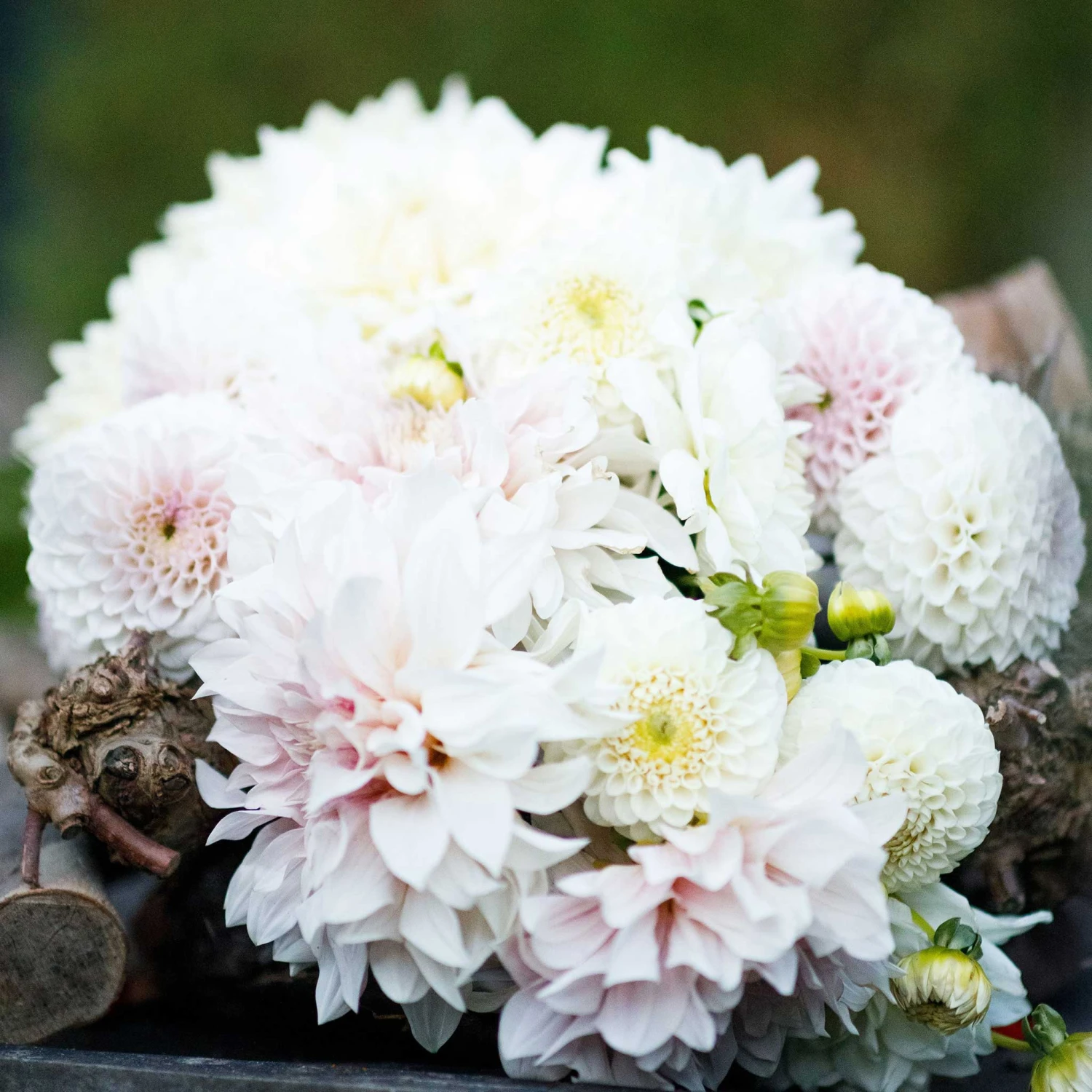 Café au Lait Dahlia Tubers - Premium Perennial Flower Mix 2 Café au Lait Dahlia Tubers - Premium Perennial Flower Mix - Image 2