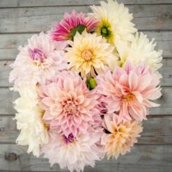 Celestial Mix Dinnerplate Dahlia Tubers - Enormous Pastel Blooms for Gardens and Weddings