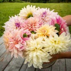 Celestial Mix Dinnerplate Dahlia Tubers - Enormous Pastel Blooms for Gardens and Weddings -Eden Brothers Shop dahlia celestial mix emy 3