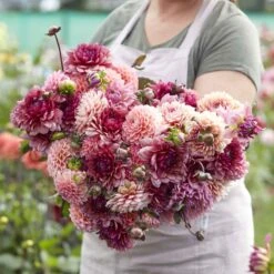 Christine Mix Dahlia Tubers - Vibrant Pink and Fuchsia Garden Blooms