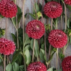 Dahlia Tubers (Ball) - Cornel -Eden Brothers Shop dahlia cornel rit 3