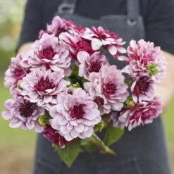 Creme De Cassis Waterlily Dahlia Tubers - Stunning Purple and Lilac Bicolor Blooms