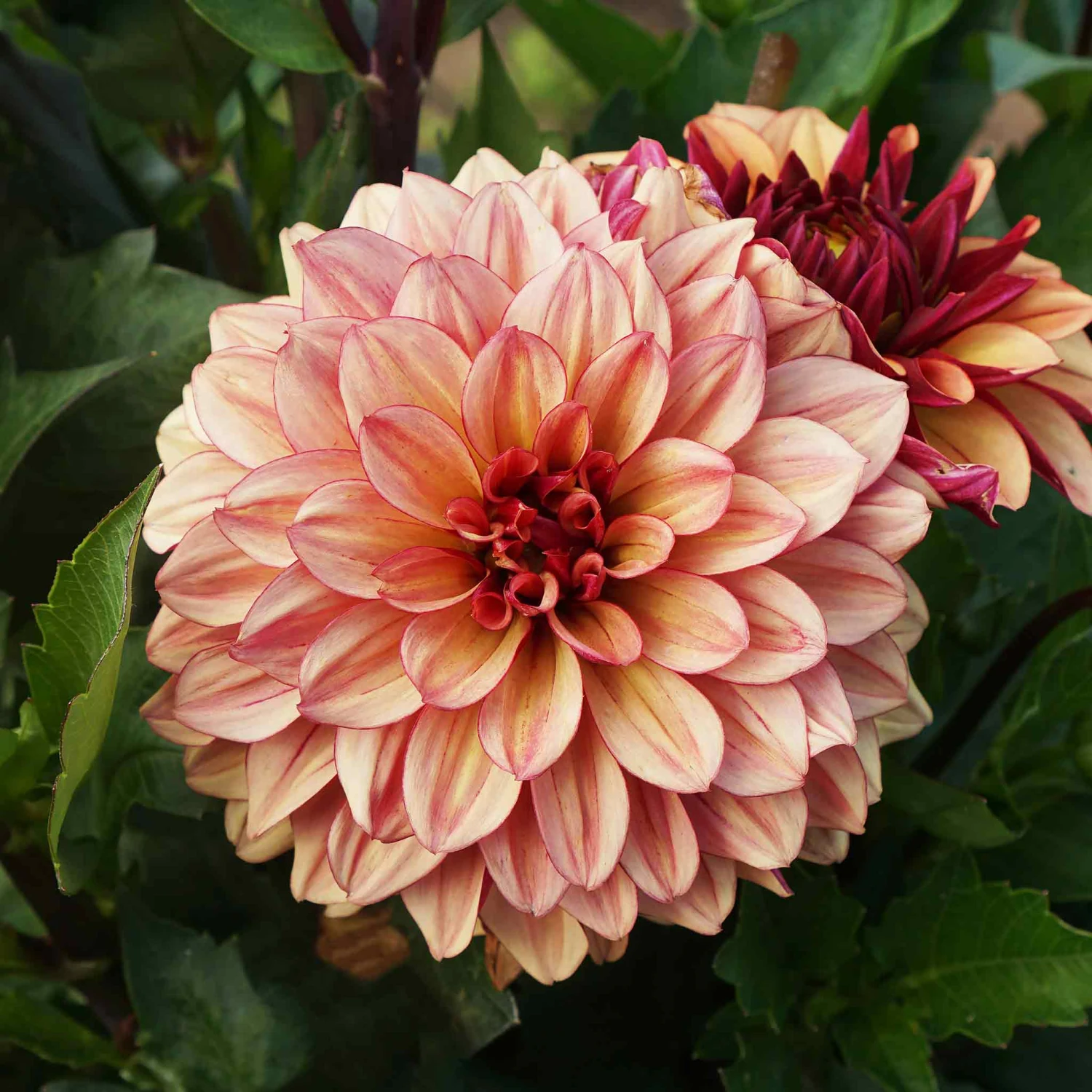 Creme de Cognac Dahlia Tubers - Vibrant Decorative Perennial Flowers 2 Creme de Cognac Dahlia Tubers - Vibrant Decorative Perennial Flowers - Image 2