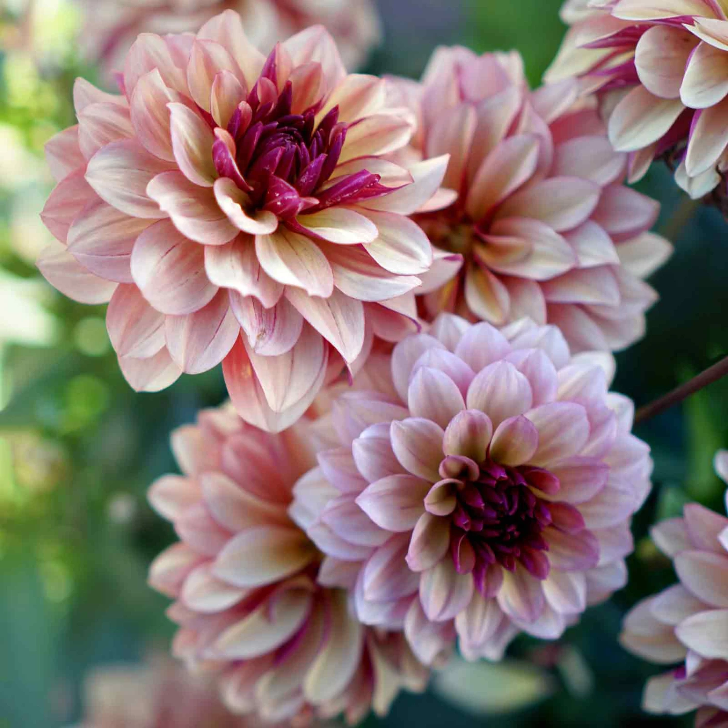 Creme de Cognac Dahlia Tubers - Vibrant Decorative Perennial Flowers 3 Creme de Cognac Dahlia Tubers - Vibrant Decorative Perennial Flowers - Image 3