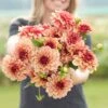Creme de Cognac Dahlia Tubers - Vibrant Decorative Perennial Flowers