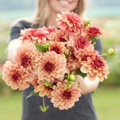 Creme de Cognac Dahlia Tubers - Vibrant Decorative Perennial Flowers