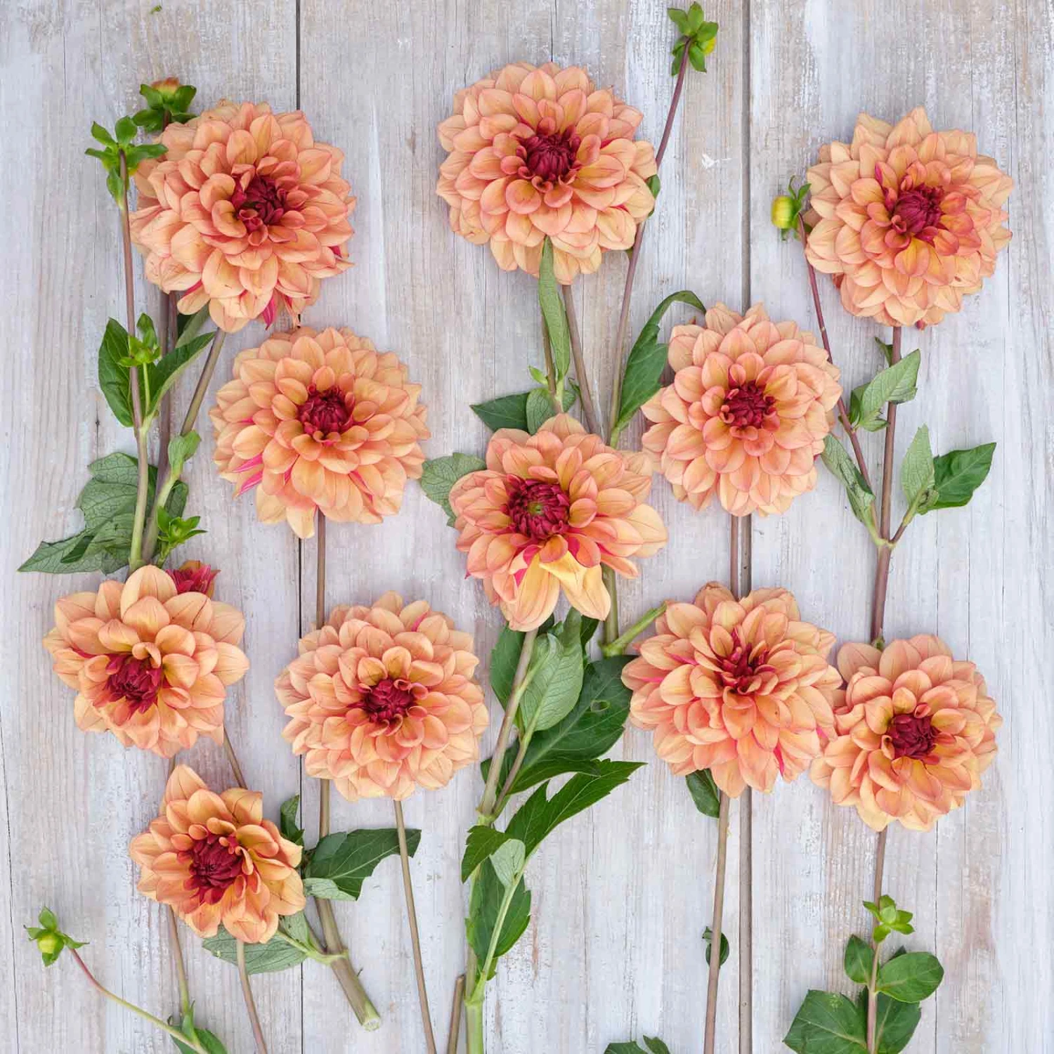 Creme de Cognac Dahlia Tubers - Vibrant Decorative Perennial Flowers 4 Creme de Cognac Dahlia Tubers - Vibrant Decorative Perennial Flowers - Image 4