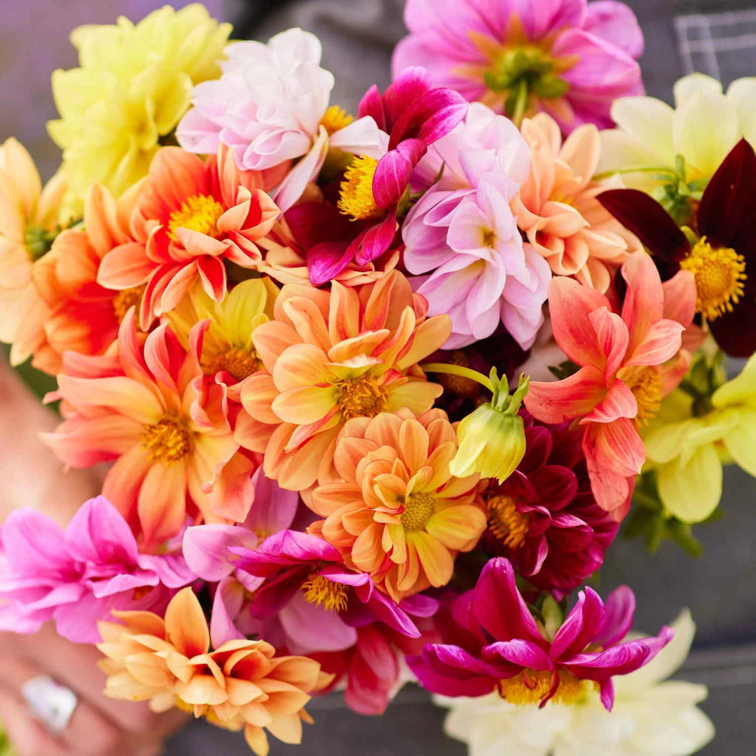 Dahlia Seeds - Early Bird Mix 2 Dahlia Seeds - Early Bird Mix - Image 2