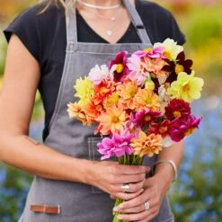 Dahlia Seeds - Early Bird Mix 6 Dahlia Seeds - Early Bird Mix -Eden Brothers Shop dahlia early bird mix mac 3