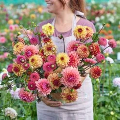 Dahlia Tubers - Earthy Shades Mix