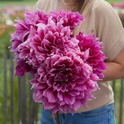 Emory Paul Dinnerplate Dahlia Tubers - Giant 14-Inch Pink Blooms