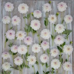 Eveline Dahlia Tubers - White & Lavender Ball Dahlia Bulbs 7 Eveline Dahlia Tubers - White & Lavender Ball Dahlia Bulbs -Eden Brothers Shop dahlia eveline rit 3