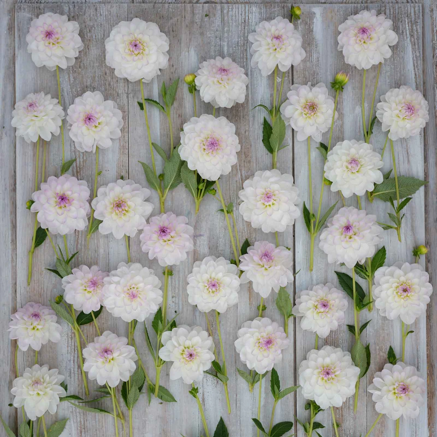 Eveline Dahlia Tubers - White & Lavender Ball Dahlia Bulbs 3 Eveline Dahlia Tubers - White & Lavender Ball Dahlia Bulbs - Image 3