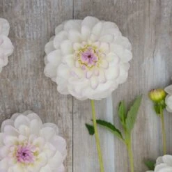 Eveline Dahlia Tubers - White & Lavender Ball Dahlia Bulbs 8 Eveline Dahlia Tubers - White & Lavender Ball Dahlia Bulbs -Eden Brothers Shop dahlia eveline rit 4