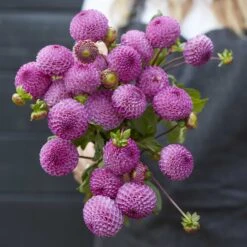 Frank Holmes Pompon Dahlia Tubers - Vibrant Purple Lilac Blooms