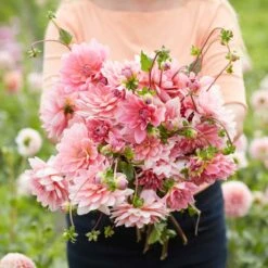 Gerrie Hoek Decorative Dahlia Tubers: Stunning Pink Water Lily Blooms