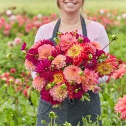 Vibrant Dahlia Tubers Juliette's Mix - Colorful Perennial Garden Bloom