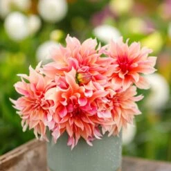 Labyrinth Dinnerplate Dahlia Tubers - Large Pink and Peach Garden Blooms -Eden Brothers Shop dahlia labyrinth mac 2