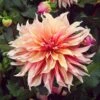 Labyrinth Dinnerplate Dahlia Tubers - Large Pink and Peach Garden Blooms
