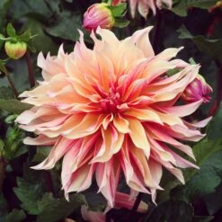 Labyrinth Dinnerplate Dahlia Tubers - Large Pink and Peach Garden Blooms