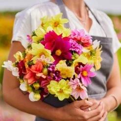 Dahlia Seeds - Mixed Mignon