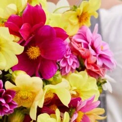 Dahlia Seeds - Mixed Mignon 6 Dahlia Seeds - Mixed Mignon -Eden Brothers Shop dahlia mignon mix mac 3