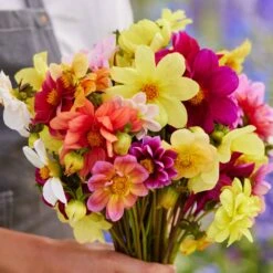 Dahlia Seeds - Mixed Mignon 7 Dahlia Seeds - Mixed Mignon -Eden Brothers Shop dahlia mignon mix mac 4