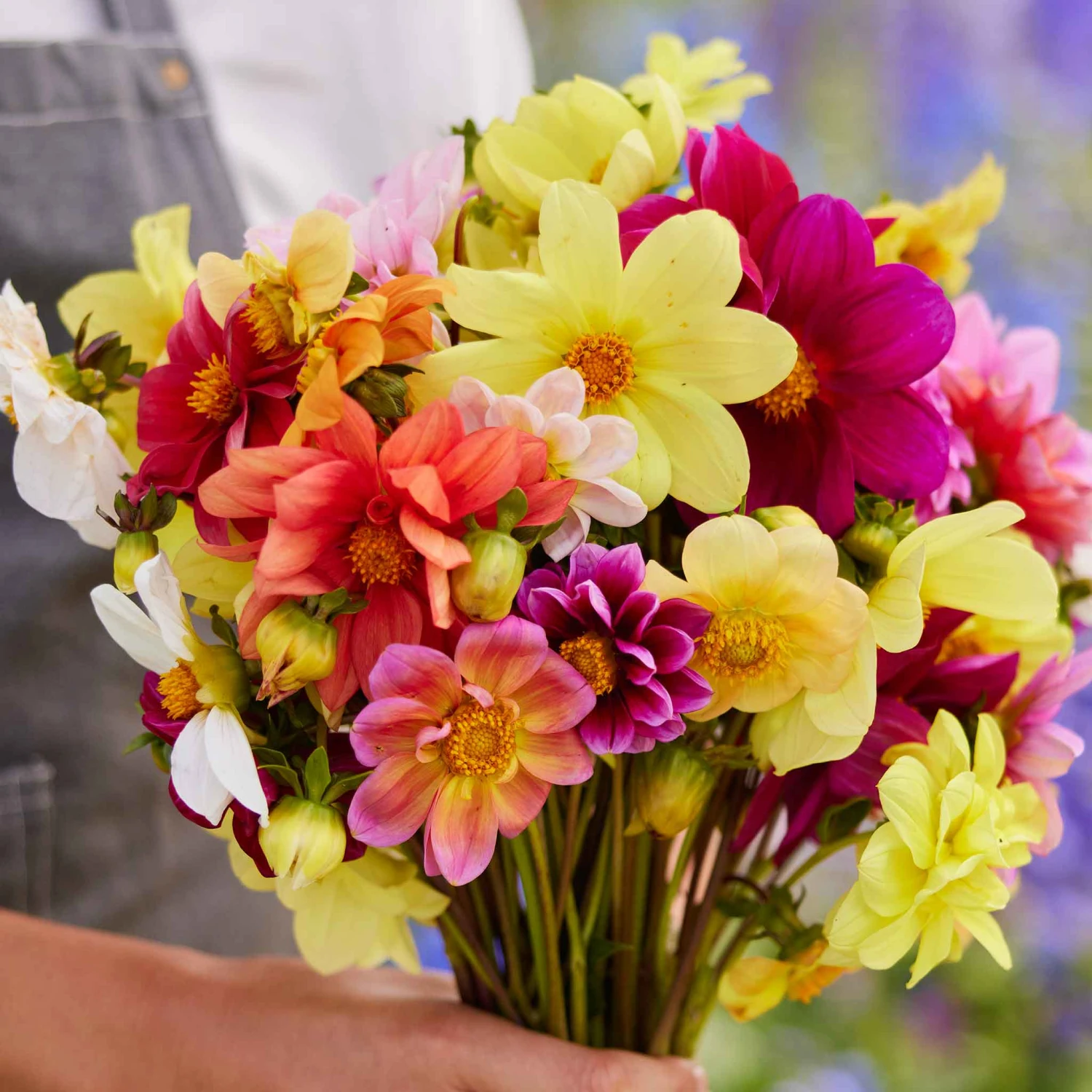 Dahlia Seeds - Mixed Mignon 4 Dahlia Seeds - Mixed Mignon - Image 4