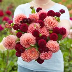 Opposites Attract Dahlia Duo: Premium Pink & Deep Plum Perennial Bulbs