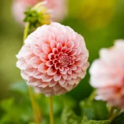Dahlia Tubers (Decorative) - Peaches