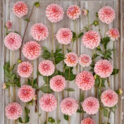 Dahlia Tubers (Decorative) - Peaches -Eden Brothers Shop dahlia peaches rit 3