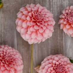 Dahlia Tubers (Decorative) - Peaches -Eden Brothers Shop dahlia peaches rit 4