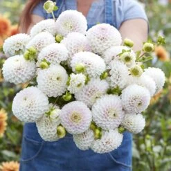 Dahlia Tubers (Ball) - Pink Pearl