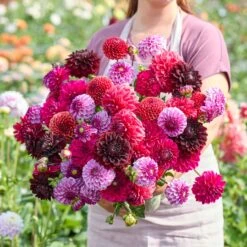 Dahlia Tubers - Plum Shades Mix